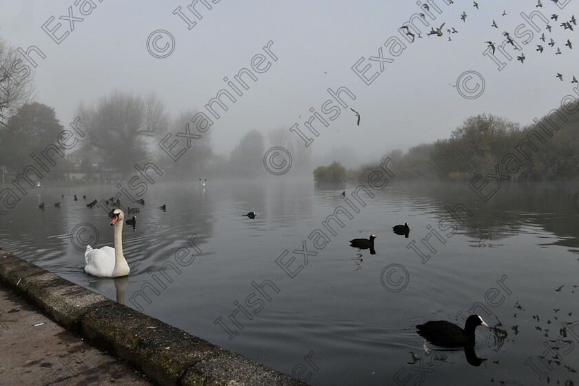 DSC 2744 
 The Foggy Few 
Just after Dawn the Lough in Cork, The wildlife appear out of the fog on a very still Sunday morning