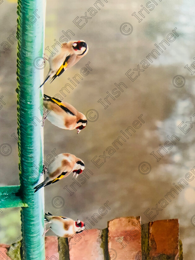 526B7312-365A-4BAE-9399-8C5DC10C0EFD 
 Four Goldfinches, having an early morning chat.