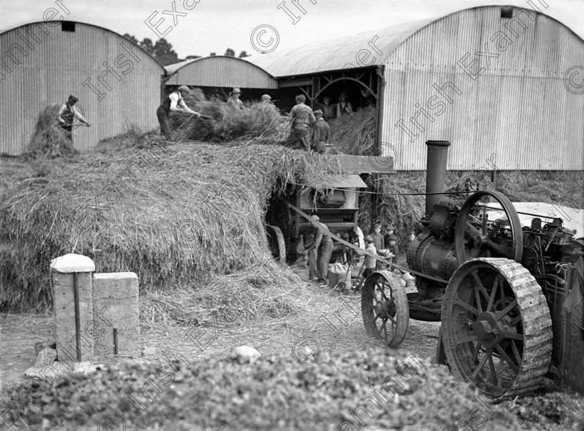 832463 
 Harvest scene at the Munster Institute, Model Farm Road, Cork 01/09/1931 Ref. 761A