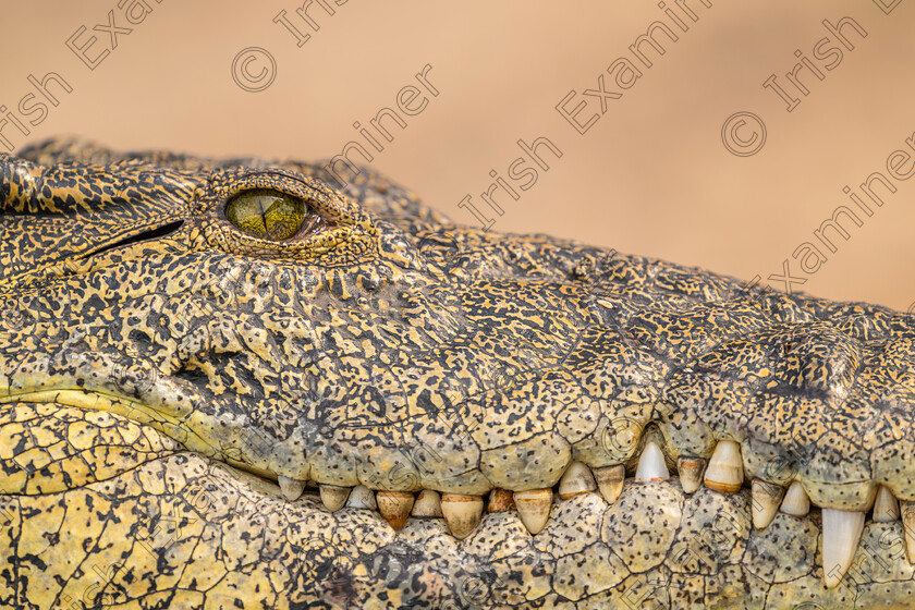 Croco-smile 
 Croco-smile.... Photo taken in Chobe National Park, Botswana. Picture: Bryan Enright.