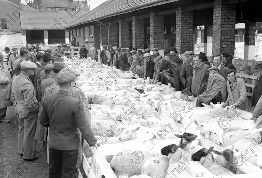 829226 
 Munster Sheep Breeders Association show and sale at Marsh's Yard, Cork 30/08/1956 Ref. 133D