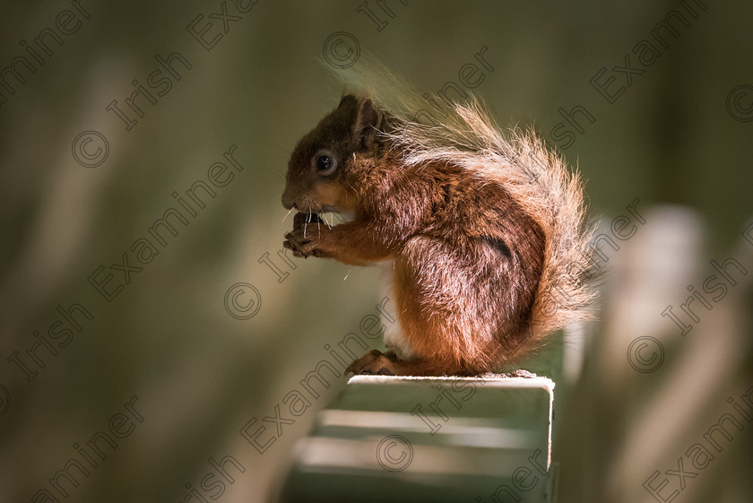 700 1732 Chris Martin 
 Photographed at Fota Resort, Cork, Ireland. 
 Keywords: Nikon, cork, forest, ireland, mammal, native, nature, squirrel, telephoto, trees, wildlife, woodland, woods