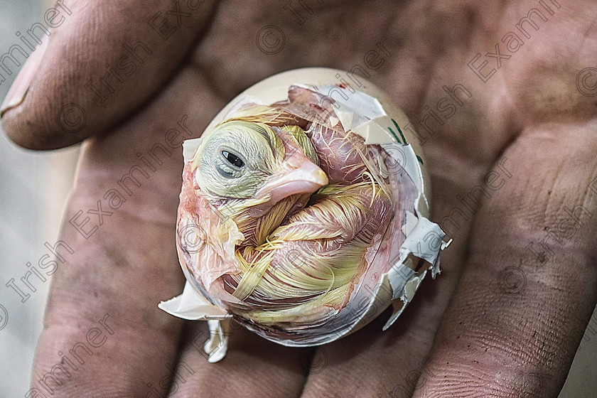 image 
 Chick hatching at a friends homestead in Wellingtonbridge