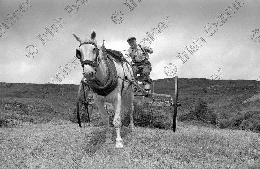 haymaking1 
 Haymaking in West Cork 1/7/1966 old black and white farming