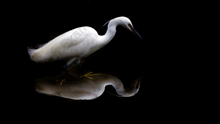 DSC0844 
 Little Egret fishing in the river Dodder in Dublin. Picture: Conor Casey