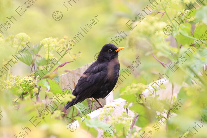 Blackbird LornaSingleton 
 Blackbird sitting on a fence at Skerries Mill, North Dublin. 11/5/23 Picture: Lorna Singleton