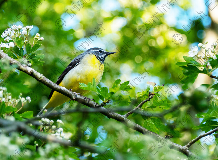 Grey wagtail by Deirdre Casolani 
 The Grey Wagtail that is very hard to capture as it is always on the go Did me a favour and decided to stay for a few shots. Taken down by the Blackwater in Fermoy by Deirdre Casolani