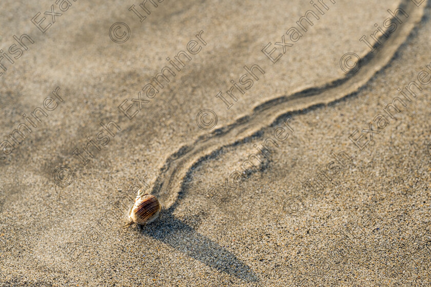 Making Tracks Harbour View-3421 
 A Periwinkle making tracks at Harbour View Beach, Cork.