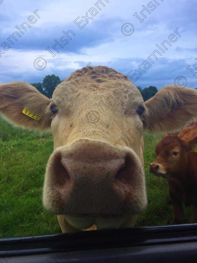 inbound2418904778128209755 
 Daisy popping her head into jeep to say hello on family farm in Westmeath. Picture: Maria Murtagh.