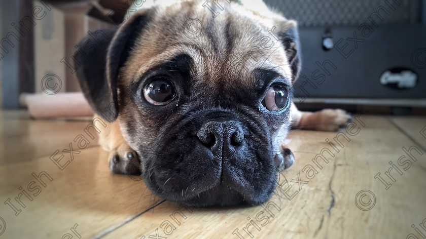 image 
 Benny, 4 month old pup, taking it easy on a Sunday afternoon at home in Blackrock. Picture: Jessica Kwong