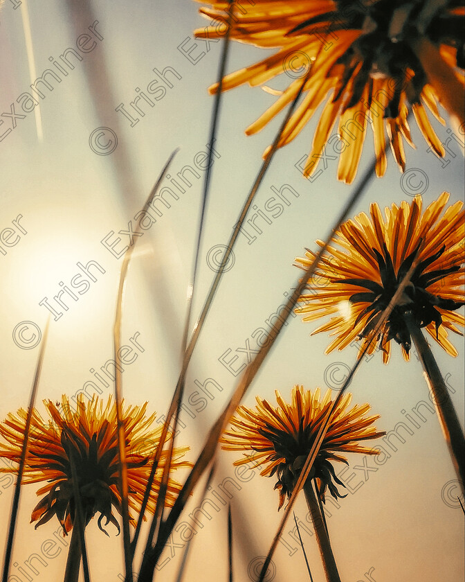 Michael Deligan Look Up 
 "Look Up" different perspective of capturing Dandelion