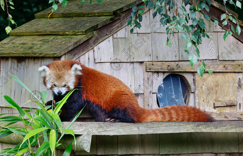 Red Panda Final 
 Red Panda stares down the lens at Fota