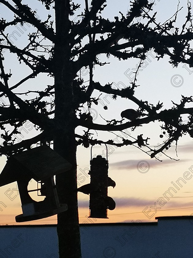 IMG 20201204 083322 
 Hungry birds this morning, such a beautiful sight. Picture Claire Fitzpatrick