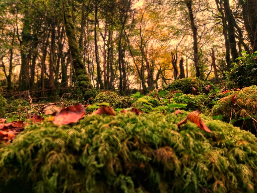 20201017 142121-01 
 Beautiful Autumn 
Taken in Knockma woods, County Galway