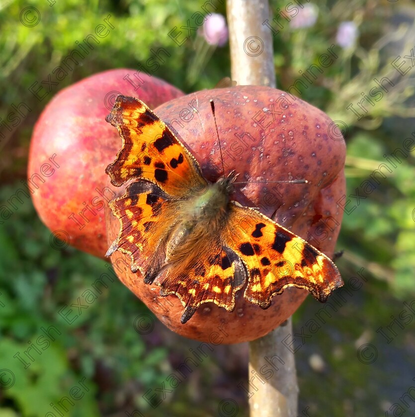 20231015 115643 
 The Last Supper. A comma male butterfly enjoying a nutritious snack in Ballygarvan Co Cork before winter's hibernation. Picture: Kate Kiely, Cork