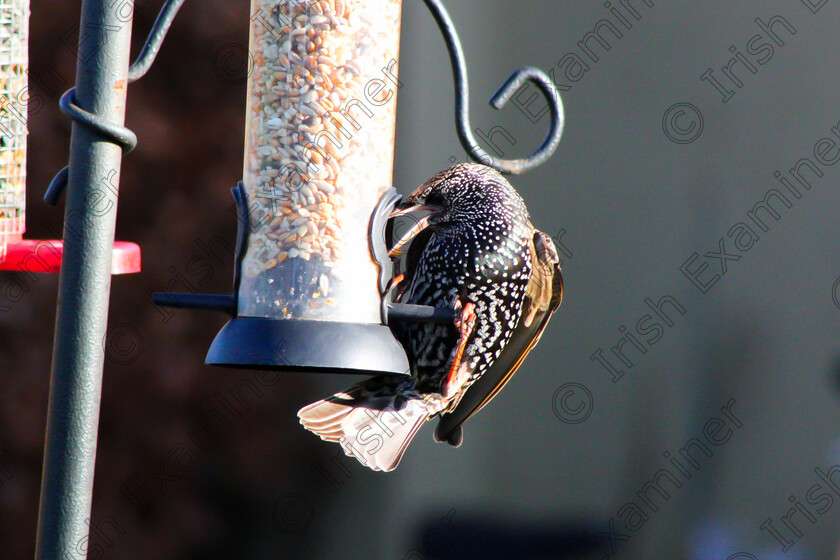 20220111125809 IMG 2547 
 I think my beaks too big for this!!

Starling, Curragh Co Kildare

11th of January 2022

ðŸ“· Kathleen Treacy Photography
Canon EOS 2000D