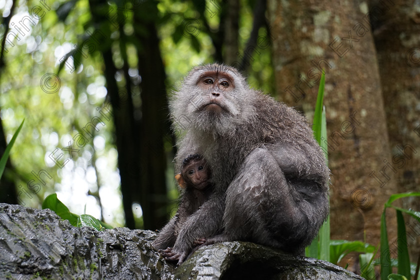 DSC05952 
 Last year I took a trip to Bali and saw these beautiful monkeys. It reminded me of home and my family. I'm back in Ireland now and am a budding Irish photographer.