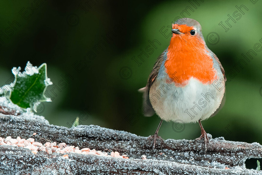 Christmas robin 
 Christmas Robin. A robin on a frosty December morning near Mullingar. By Gerry Kavanagh.