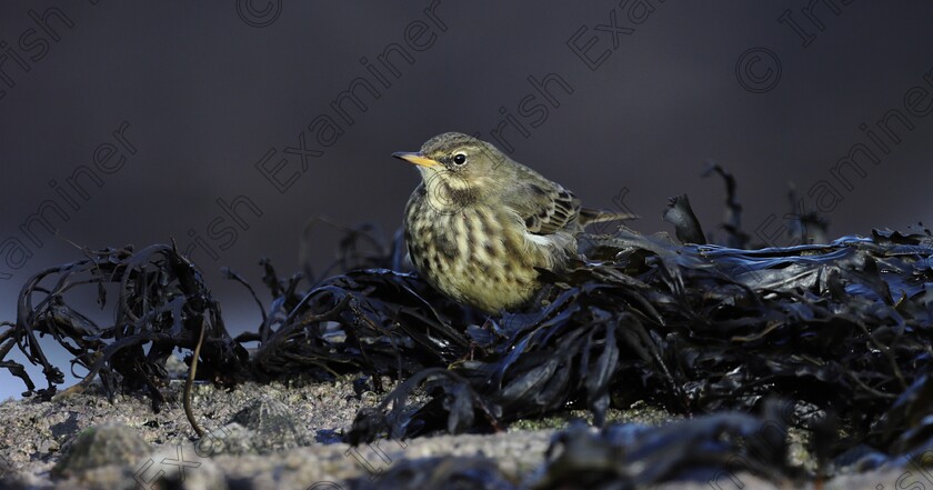 IMG 8024-4000x2101 
 Rock Pipit among the seaweed and barnacles of the rocky seashore at low tide. Howth, Co. Dublin. Picture: Alan Cowzer