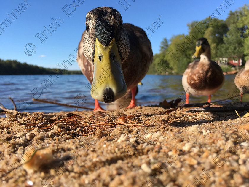 Duck 
 This young male duck was getting really brave and getting close to me, literally eating bread out of my hand, but not for too long. Another older female duck, which I suspect was the mother, showed him who's the 'boss', she pecked him out of the way to get access to food.

Location:	Froarp, Blekinge, Sweden
Picture: Tetyana Dyachenko