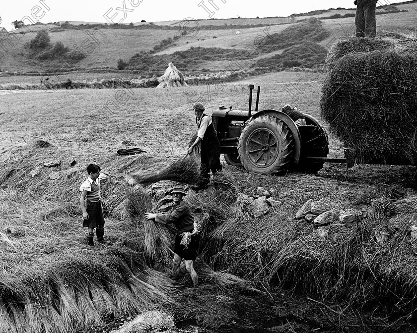 rememberwhenp101 
 Remember When
Pictures from the Irish Examiner archive
Page 101
Harvesting Flax near Rosscarbery in 1951 ref no 137e 
please archive . 
 Keywords: Remember when then Irish Examiner book Cork Examiner