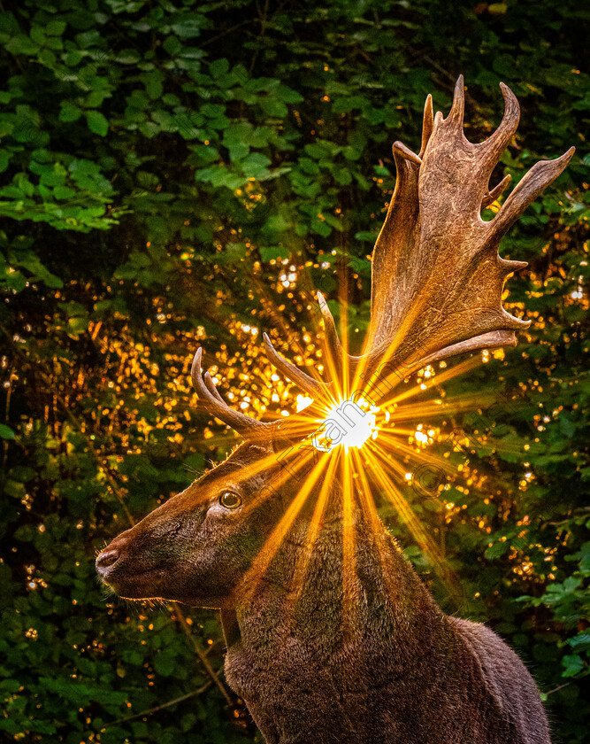 P1069319 
 Good morning deer - a deer in Phoenix Park, Dublin with the sunrise breaking through the trees, October 2024. Photo: Stephen Murtagh