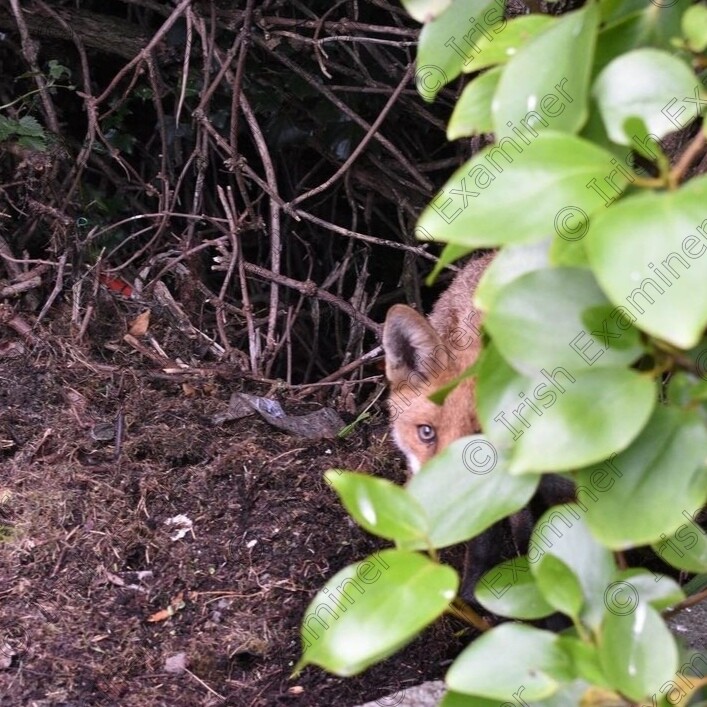 IMG 20240913 041408 
 Peeping Fox
Taken in my back garden Dublin 
David Christie