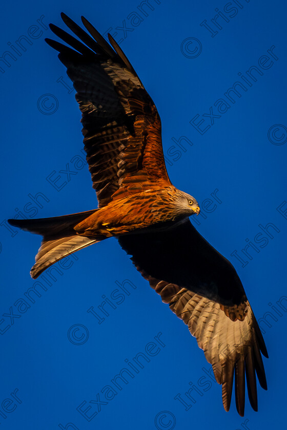 DSC 8214 
 Red Kite at Avoca, Co. Wicklow