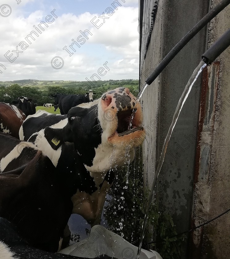 IMG 20190726 190118 
 She is making the most out of our very dry weather spell in Killeeter, Mullagh, Co. Cavan! O2 Be!