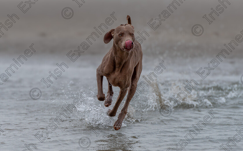 DSC1220-Enhanced-SR 
 Dogs can run on water. Francesco the Weimaraner running on water at Incheydoney Beach in West Cork. Photo: Mark Leo