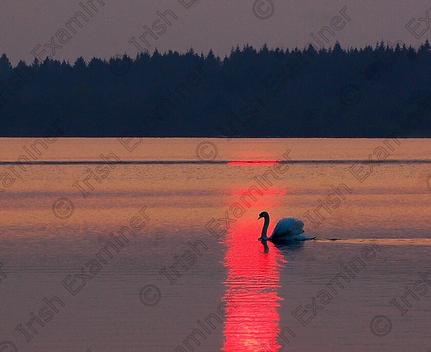 00812 (2) 
 Pink sunset on the Lake in Kilkishen, Co. Clare. Picture: Sean McInerney.