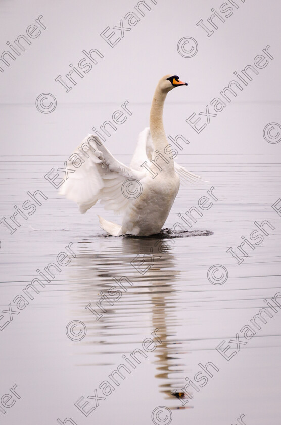 Mute Swan 4, The Gearagh, Mad Day 
 A beautiful mute swan, having an early morning stretch for itself, at The Gearagh, Macroom on May Day 2022. Photo: Brian Fahy