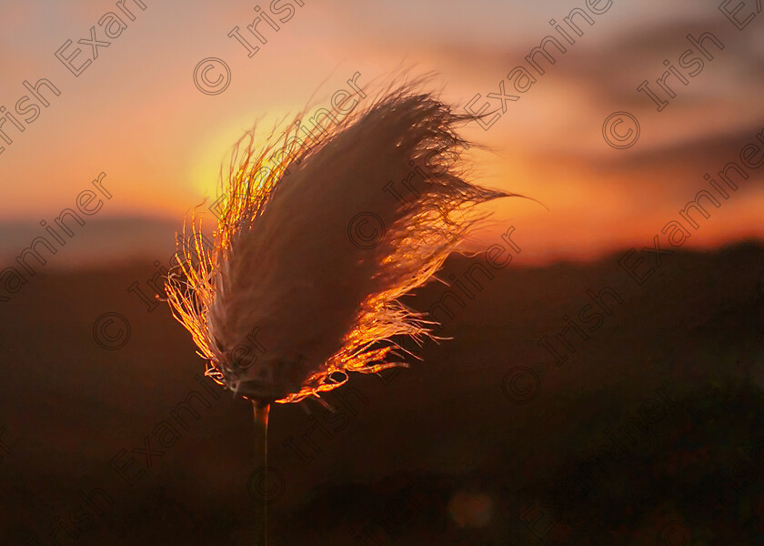 IMG 20220506 204611 
 Bog Cotton
Taken on the bog at Allenwood, Kildare during the week..