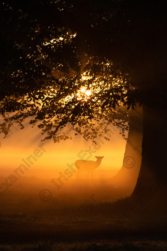 20180429-IMG 2455-Edit 
 Sunrise in the Phoenix Park