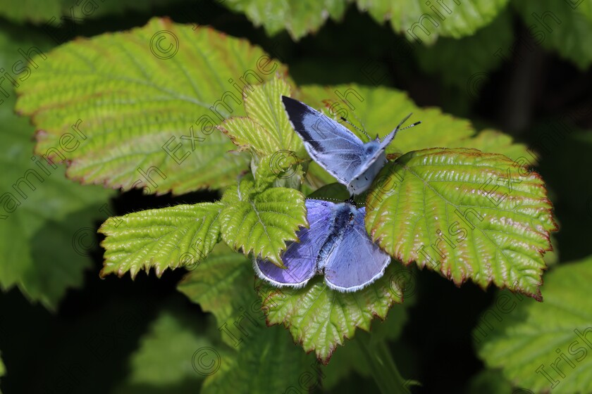 IMG 3227 
 Holly Blue Butterflies. Male (behind) in pursuit of female on brambles at Bremore, Balbriggan, Co. Dublin. May 2nd. Picture: Alan Cowzer