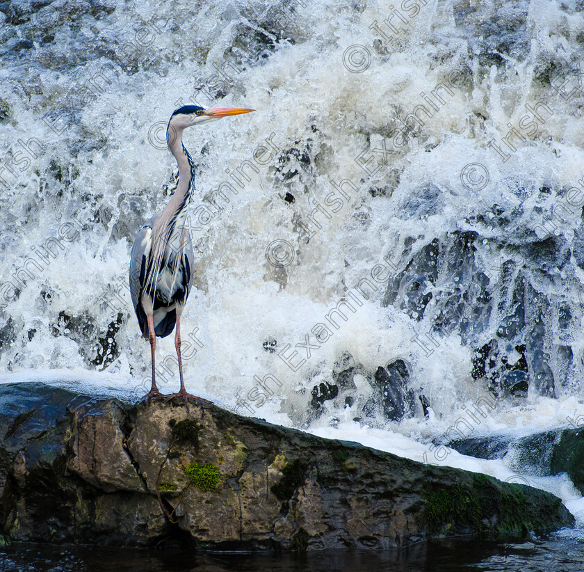 Heron at Milltown Weir 
 Heron at Miltown Weir, Dodder River, Dublin. Taken by Elaine O'Shea 
 Keywords: 2024, Dodder River, Heron, Nature