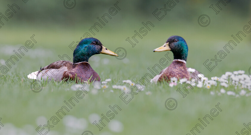 IMG 1186 
 Two Mallard males in deep thoughtâ€¦!

Photographed by Ashok Appu at the Lough, Cork.