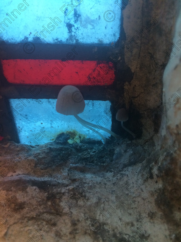 image 
 Is it jellyfish? No, it's fungi finding a home inside a church window in the western suburbs.