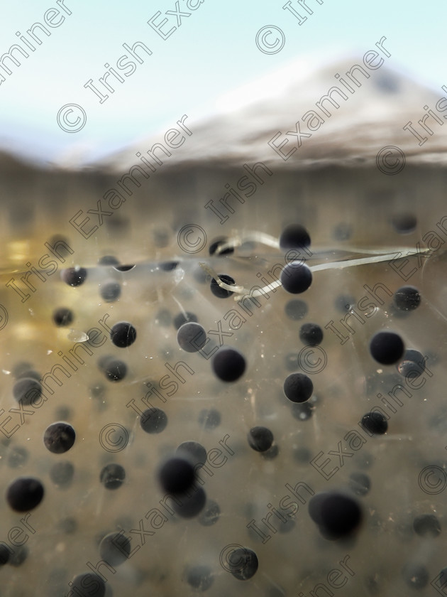 P3140522 
 Frog spawn in mid March, near the summit of Croagh Patrick, County Mayo.