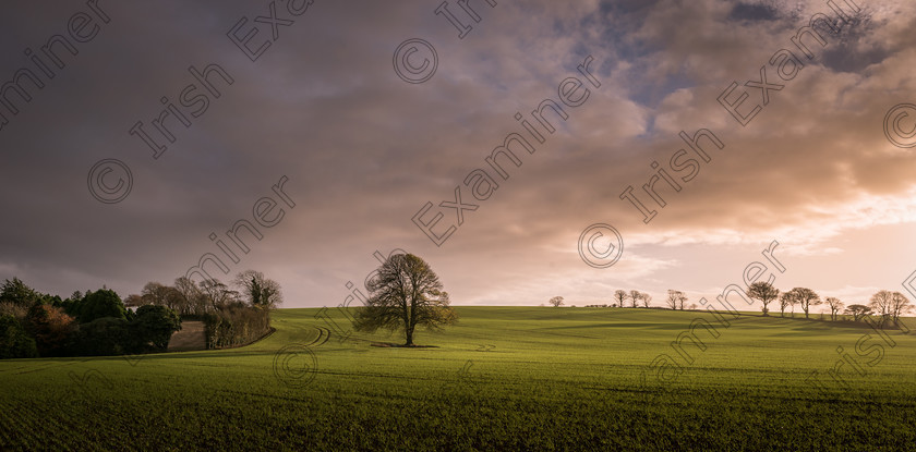 DSC2536 
 stunning evening light illuminates a field in belgooley, co.cork