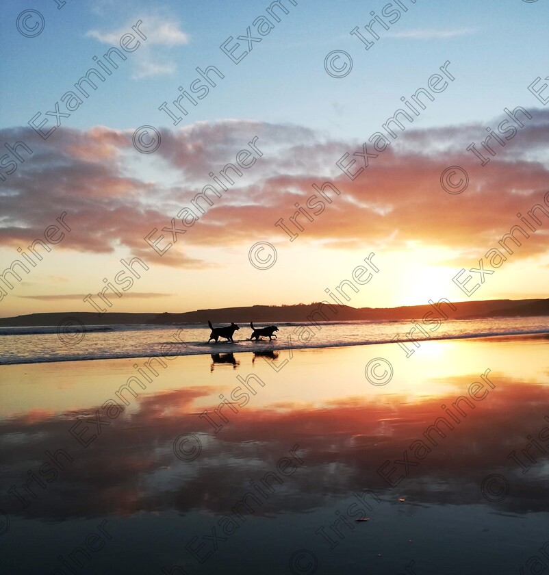 IMG-20231012-WA0029 
 My dogs Luke and Jester enjoying a sunset at Harberview Beach, Co. Cork
Picture: Mandy Bodenstein