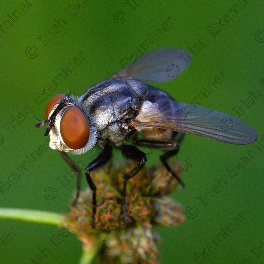 Common fly2 8.5 10 
 The common house fly, shot by Paul Sutton spending time in the garden