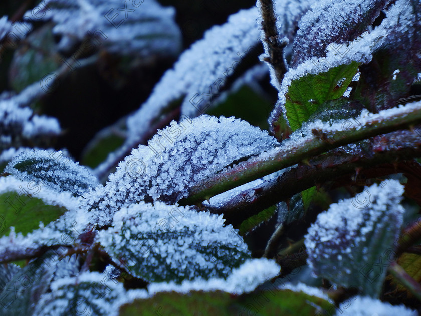 Frosty Leaves 
 Frosty Leaves on Ticknock, Dublin Mountains.