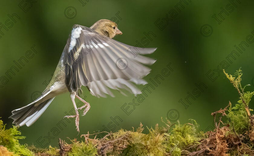 Dancing Chaffinch. 
 Dancing Chaffinch. Taken near Mullingar on November 3rd. 
By Gerry Kavanagh