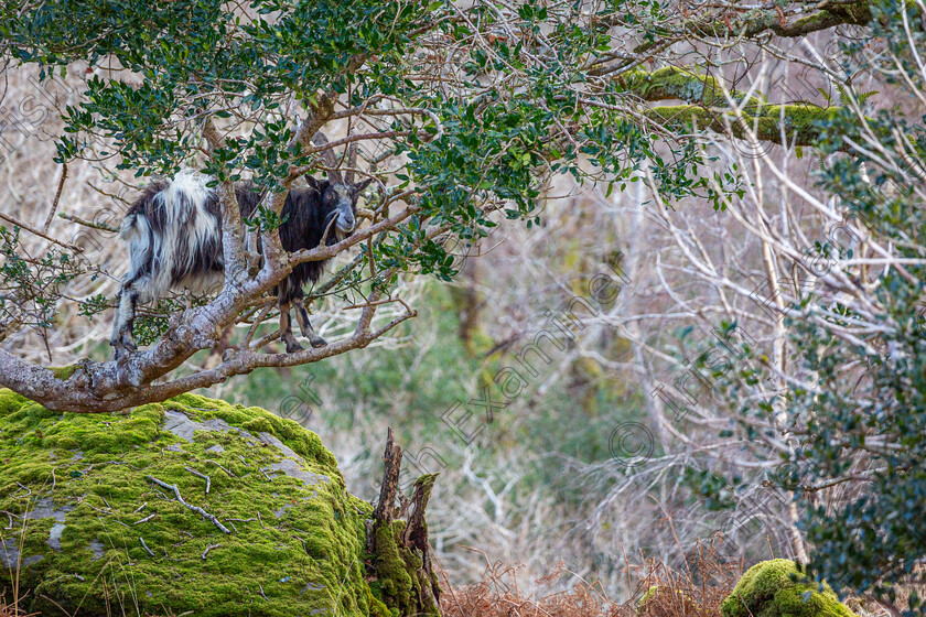 Feral goat 
 A feral/wild goat maintains his balance on the branch of a Holly tree while foraging for food.
(Killarney national pk uplands - 26th Feb.)