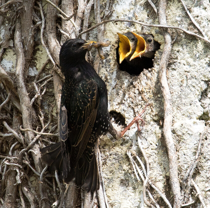 Blackbird Feeding 
 Blackbird chicks are always hungry. Photo taken Saturday 07th May 2022