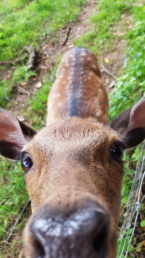 Doneraile Park resident 
 Greeting the locals during a Sunday stroll around Doneraile Park, Co. Cork