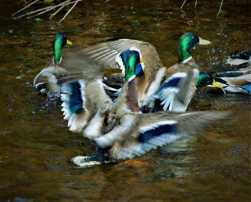 DSC 2221 
 Bath time for the mallards on the river Feale. Picture: Sean McInerney.