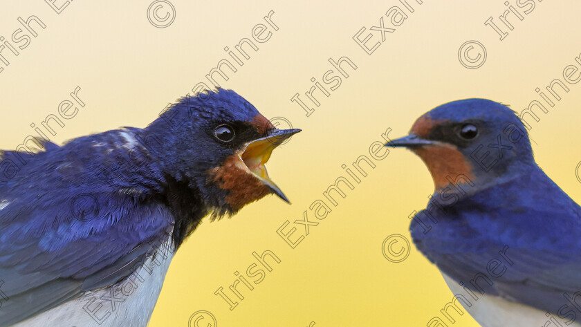 A3EA4C99-122A-4A63-9D01-875A4DC8CCC7 
 A pair of swallows in an argument photographed at Harpers Island Wetlands. Picture by Ashok Appu.