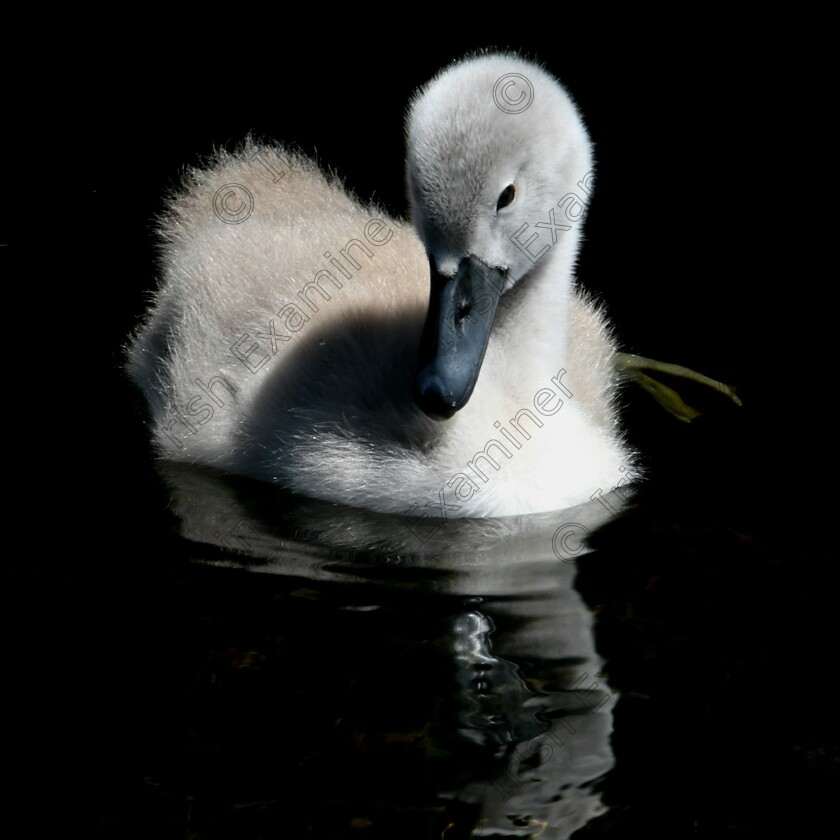 IMG 20230622 182939 991 
 Cygnet only a few days old at mill Street Galway